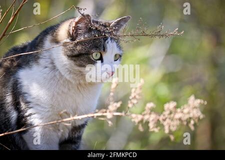 Eine Straßenkatze mit einem lustigen Gesicht sitzt im Gras und jagt nach Mäusen. Stockfoto