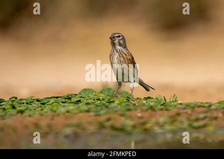 Weibliches gewöhnliches Linnet (Linaria cannabina) Stockfoto