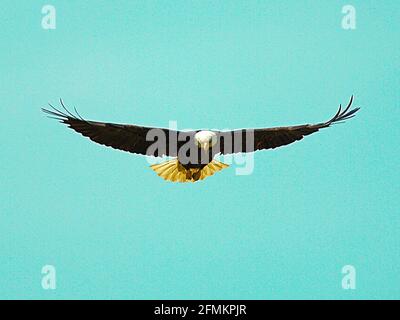 Weißkopfseeadler am hellen Himmel - EIN schöner Weißkopfseeadler Vor einem lebhaften türkisfarbenen Himmel Stockfoto