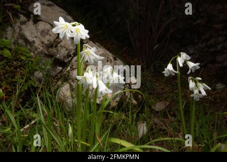 Weiße Blüten des Allium triquetrum, des dreieckigen Knoblauchs oder Lauch, einer essbaren Wildblume aus Mallorca Stockfoto