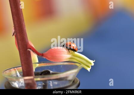 Roter Marienkäfer auf einer Aloe-Blume auf blauem Hintergrund Stockfoto