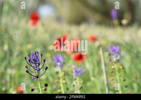 Detail der blauen Blüten der Tassel Traubenhyazinthe (Muscari comosum) Fotografiert unter anderen wilden Blumen auf dem Feld Stockfoto