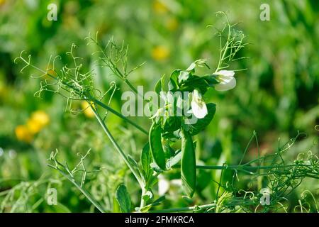 Grüne Erbsenpflanze (Pisum sativum) mit weißen Blüten Stockfoto