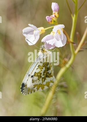 Ein weiblicher Schmetterling mit Orangenspitze (Anthocharis cardamines) auf einem Kuckuckuftlower (Cardamine pratensis) im RSPB Fairburn ings Nature Reserve in West Yorkshire. Stockfoto