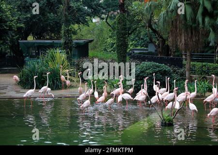 Pink Flamingos in einem kleinen Teich im Kowloon Park in Innenstadt Von Hongkong Stockfoto