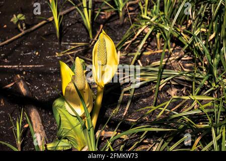 Lysichiton americanus, auch Western-Skunk-Kohl, gelber Skunk-Kohl oder Sumpflaterne genannt, in einem kleinen Teich in Courtenay, Kanada, gefunden Stockfoto