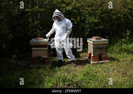 Imker, der zwei Bienenstöcke hütet Stockfoto