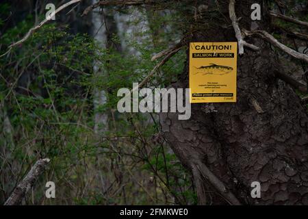 Courtenay, Kanada - 22. April 2021: Ansicht des Schildes Vorsicht Lachs bei der Arbeit am Piercy Creek, der das Laichen und Aufziehen von Lachs und Forellen unterstützt Stockfoto