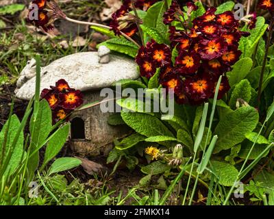 Dekoratives krötenförmiges Froschhaus inmitten von Primrose-Blumen Stockfoto