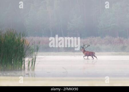 Rothirsch (Cervus elaphus) Hirsch überquert seichtes Wasser des Teiches im Nebel während Die Rut im Herbst Stockfoto