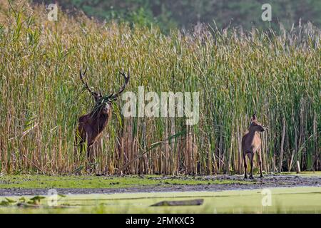Rothirsch (Cervus elaphus) Hirsch mit Kalb aus Schilfbett entlang See während Die Rut im Herbst Stockfoto