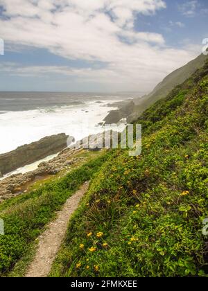 Fußweg am Rand der steilen Küste der Tsitsikamma-Küste in Südafrika, bedeckt mit kleinen gelben Wildblumen. Stockfoto