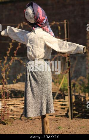 Weibliche Vogelscheuche, Kleid in Rock, Schal und Bluse, in einer Gemüsebrandung, Calke, Derbyshire, England, Großbritannien Stockfoto