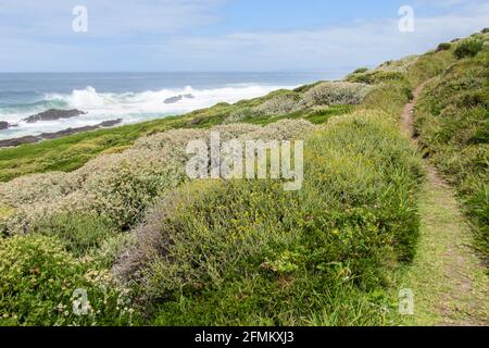 Ein Wanderversuch, der an einem sonnigen Morgen durch blühende Fynbos an der Küste von Tsitsikamma in Südafrika führt Stockfoto