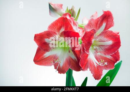 Amaryllis Christmas Star. Eine zarte, bauchige Staude mit bandförmigen, dunkelgrünen Blättern, mit großen, trichterförmigen, weiß markierten, Rote Blumen Stockfoto