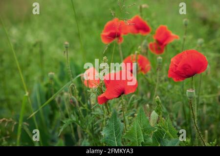 Schöne rote Mohnblumen in einem grünen Gras. Poppies-Feld und Kopierbereich. Stockfoto