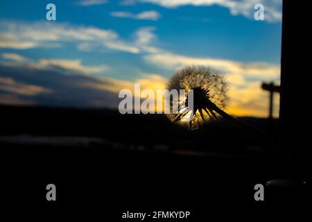 Kronensamen im Sonnenlicht, die auf frischem grünem Hintergrund abblasen Stockfoto