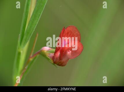 Rote Blume der Lathyrus sphaericus Pflanze. Das Hotel liegt neben einem Waldweg in Munilla, La Rja, Spanien. Stockfoto