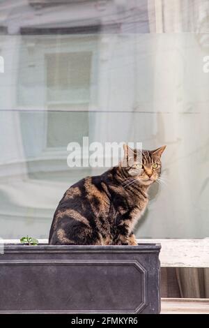 Eine Hauskatze sitzt auf einer Fensterbank Haus des Eigentümers in London Stockfoto