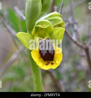 Makrodetail der Orchideenblume Ophrys lutea. Intensive gelbe Blume in Munilla, La Rija, Spanien. Stockfoto