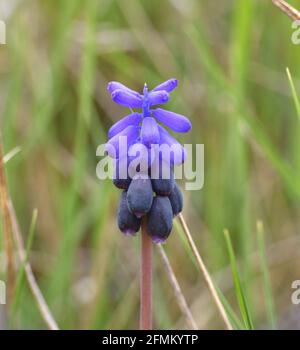 Makrodetail von Muscari vernachlässctum Pflanzenblüten. Das Hotel liegt neben einem Waldweg in einem Gebiet von ​​old verlassenen Ackerland. Munilla, La Rija, Spanien. Stockfoto