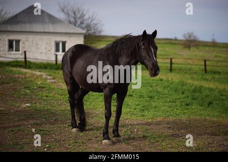 Porträt eines schwarzen Pferdes, das an einem Frühlingstag in der Nähe eines weißen Hauses grast. Stockfoto
