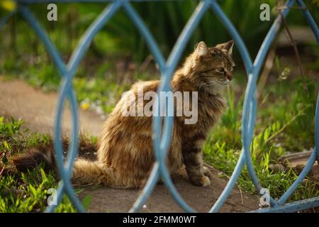 Große flauschige Katze ruht im Frühlingsgarten, Blick durch den Zaun. Stockfoto