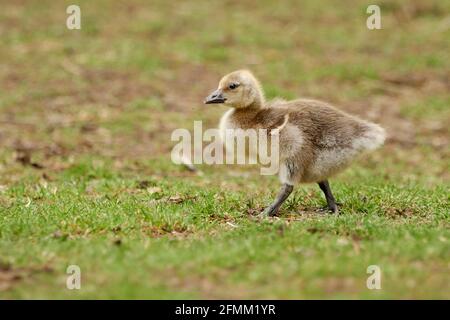 Wild Canada Gänseküken (Branta canadensis) zu Fuß im Grasfeld. Stockfoto