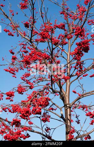 Rowan Baum Äste mit Beeren gegen blauen Himmel Stockfoto