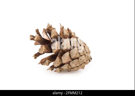 Kiefer (Pinus sylvestris) Kegel auf weißem Hintergrund. Stockfoto