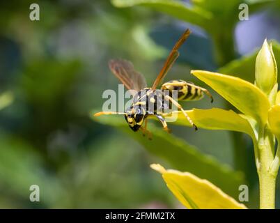 Eine Jagdwespe - Philanthus, Bienenjäger, die auf Blumen sitzen und ihr Opfer beobachten - Honigbiene. Bienenmörder-Wespen - Philanthus, Nahaufnahme. Stockfoto