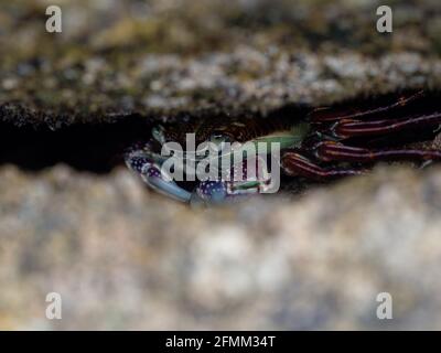 Nahaufnahme des purpurnen Felskrabben Leptograpsus variegatus Wildtier Versteckt zwischen zwei Felsen am pazifik am Whiritoa Beach Coromandel Halbinsel Stockfoto