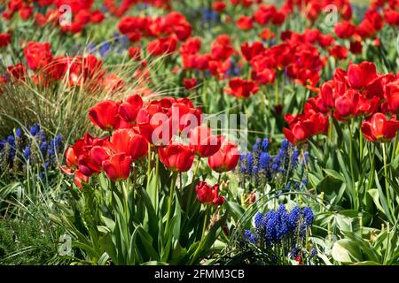 Rote blaue Frühlingsblume Tulpen Traubenhyazinthe Rote Tulpen Tulpen Trauben Hyazinth Frühlingsblume Rotes blaues Frühlingsblumenbett schöne blühende Gartenblume Stockfoto