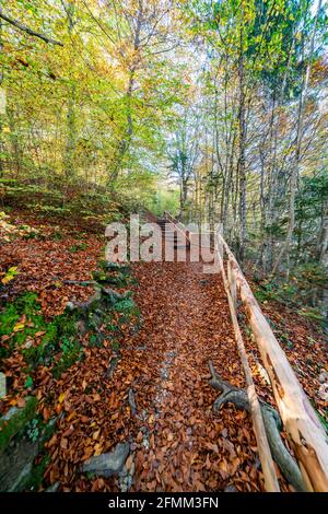 Wunderschöne Herbstszene. Die Herbstfarben sehen in den tiefen Wäldern toll aus. Ein Blick auf den Waldweg. Herbstfarben verleihen dem Wald eine erstaunliche Schönheit. Soteska Stockfoto