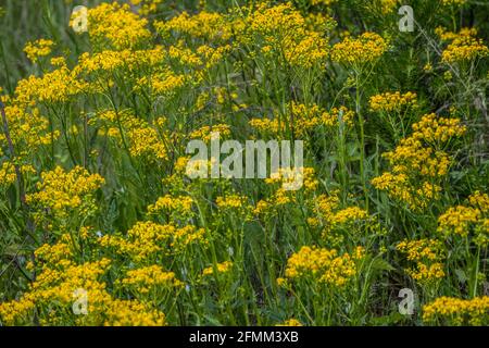 Haufen von Butterweed-Pflanzen wachsen zusammen in einem Feld hoch Pflanzen mit kleinen Gruppen von gelben Blüten, die Bienen anziehen Und andere Insekten in s Stockfoto