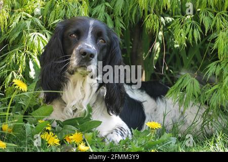 Black and White English Springer Spaniel Stockfoto