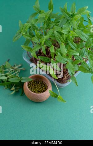 Daikon Samen und Sämlinge. Microgreen in einer Kunststoffbox. Ein Sprossen auf einer Leinenmatte. Öko vegane Lebensmittel. Gesunde Ernährung. Samen für die Keimung. Hausgarten auf dem Tisch. Bio-freundliches Konzept. Speicherplatz kopieren. Stockfoto