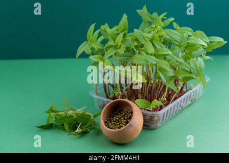 Daikon Samen und Sämlinge. Microgreen in einer Kunststoffbox. Ein Sprossen auf einer Leinenmatte. Öko vegane Lebensmittel. Gesunde Ernährung. Samen für die Keimung. Hausgarten auf dem Tisch. Bio-freundliches Konzept. Speicherplatz kopieren. Stockfoto