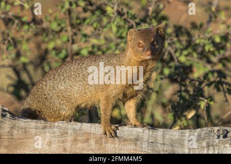 Ein schlanker Mungo, der auf einem umgestürzten Baum steht und in die Kamera blickt, Kruger National Park. Stockfoto