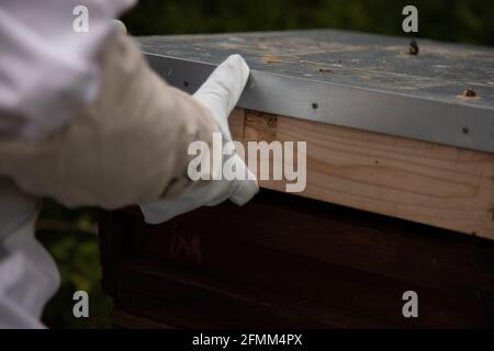 Öffnen des Deckels eines Bienenstocks Stockfoto