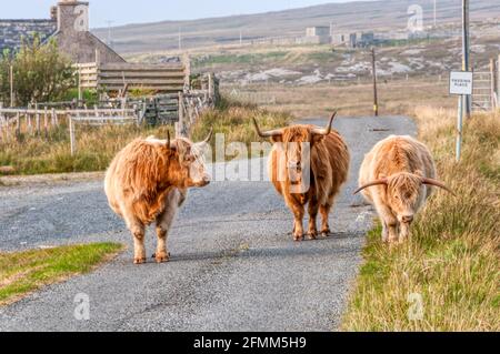 Gruppe von Hochlandrindern auf einer Landstraße auf der Isle of Lewis in den Äußeren Hebriden. Stockfoto