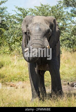 Afrikanischer Elefantenbulle, der sich am Ohr kratzt, Kruger-Nationalpark. Stockfoto