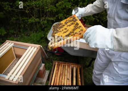 Ein Imker, der Brutrahmen nach einem British National Standard inspiziert Hive Stockfoto