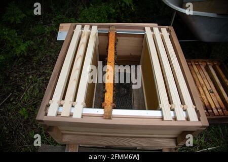 Brutrahmen werden zwischen zwei Bienenstöcken bewegt, um die zu Spalten Kolonie und verhindern Schwärmen Stockfoto