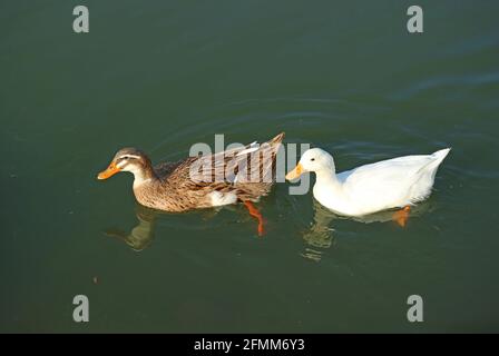 Pretty Mallard und Pekin Enten schwimmen zusammen in einem Teich Stockfoto