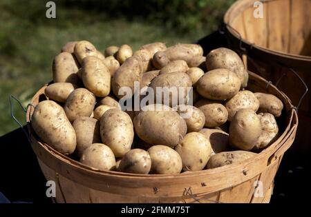 Ein frisch gepflücktes Kartoffelbuschel aus einem Garten in Waushara County, Wisconsin. Stockfoto