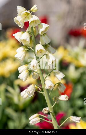 Nahaufnahme einer Perserlilie (fitillarai persica) Blühende Pflanze Stockfoto