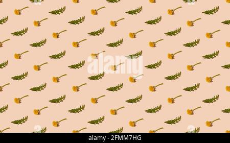 Nahtloses isometrisches Frühlingsmuster mit frischen Blüten und Blättern aus dem Dandelion auf pastellfarbenem Hintergrund. Natürliche Medizin oder Kräuterkunde Konzept. Stockfoto