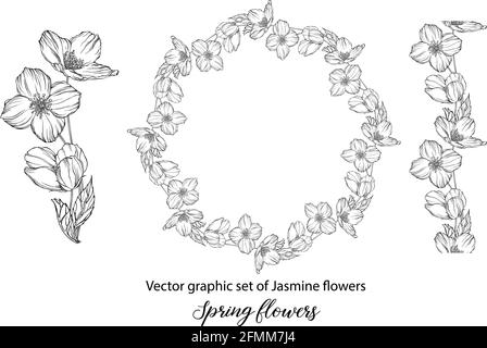 Eine Reihe von grafischen Blumenkompositionen mit Jasminblüten. Jasmin Stock Vektor