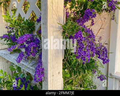 Alte Spalier Garten Schuppen Zaun mit üppigen lila blühenden Blumen Stockfoto